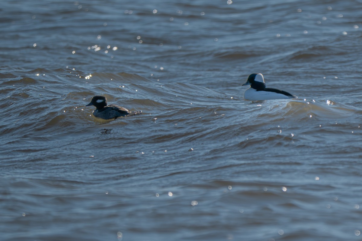 Bufflehead - ML646152321