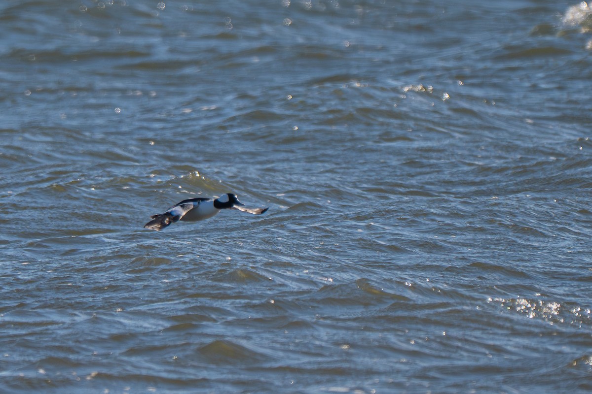 Bufflehead - ML646152322