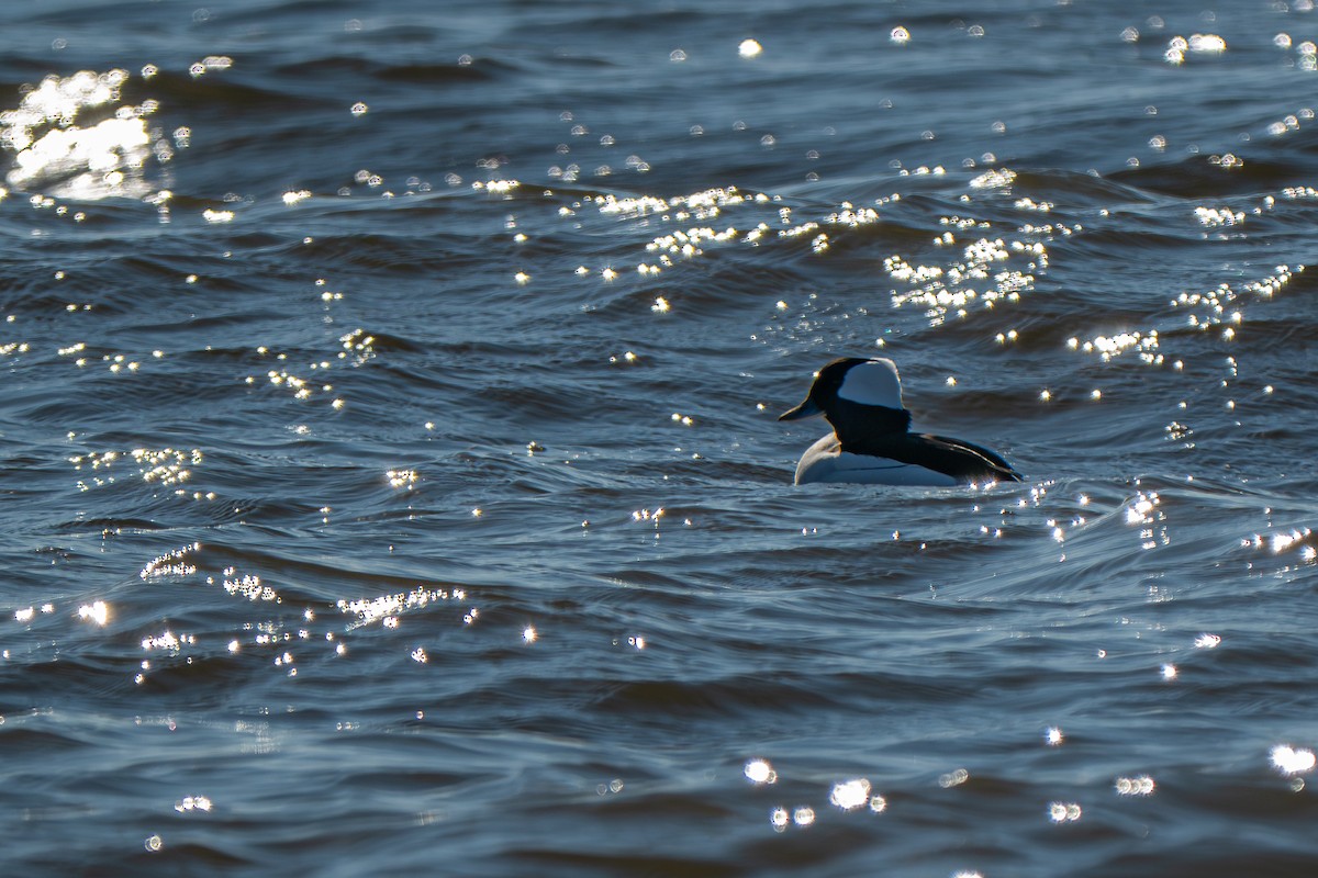 Bufflehead - ML646152323