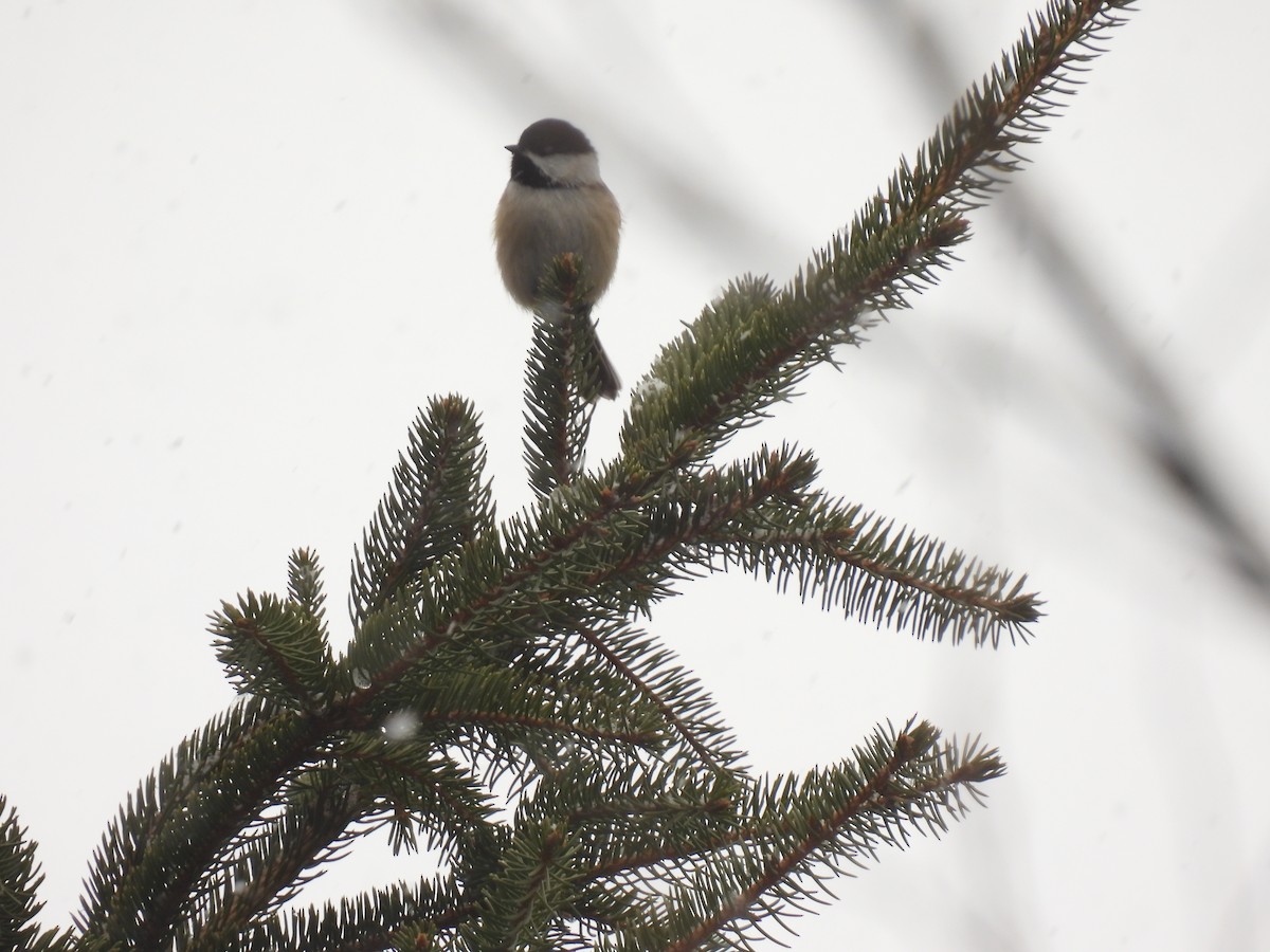 Black-capped Chickadee - ML646152325