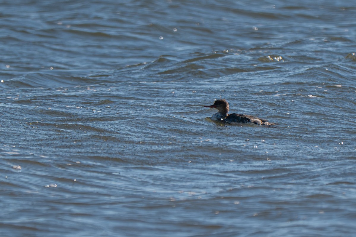 Red-breasted Merganser - ML646152330