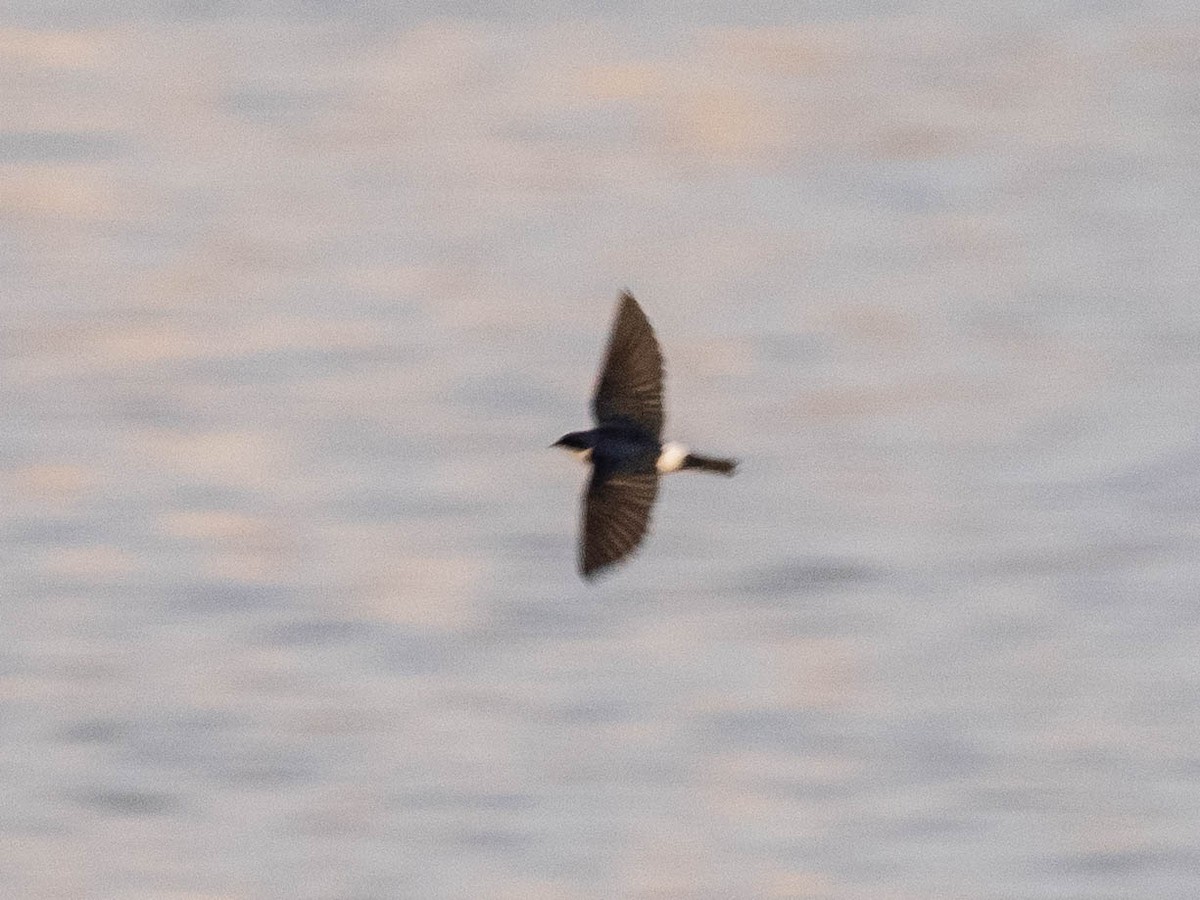 Chilean Swallow - ML646152331