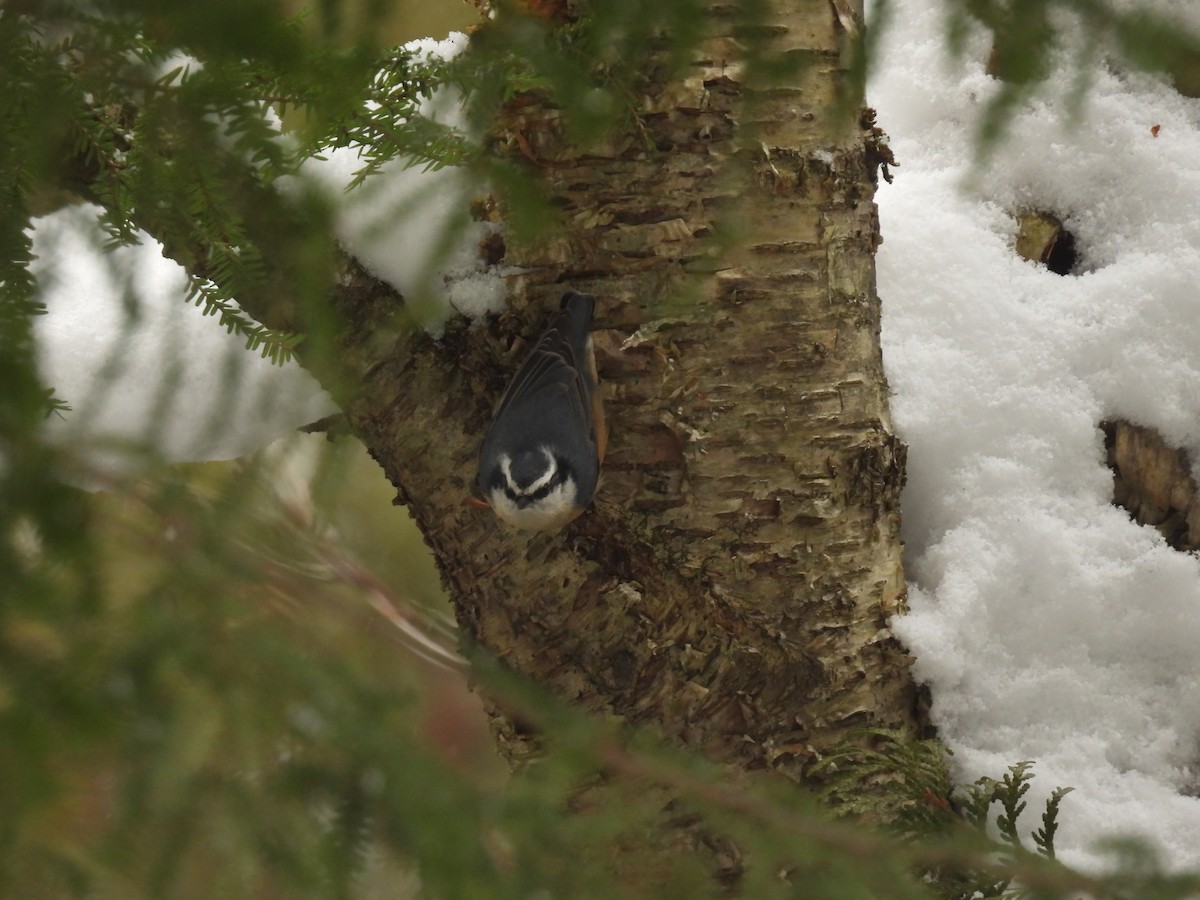 Red-breasted Nuthatch - ML646152332