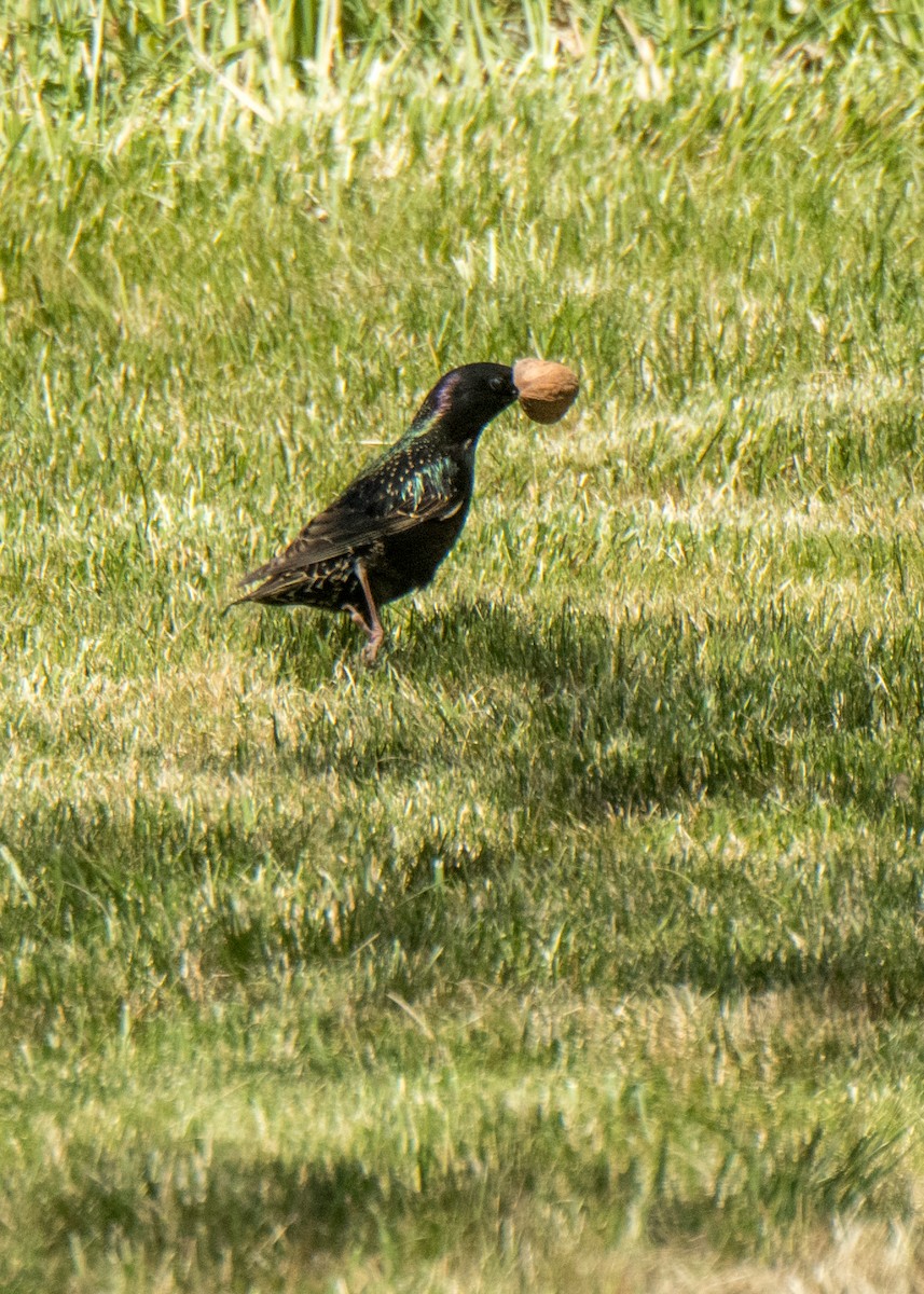 Storno - ML646152333