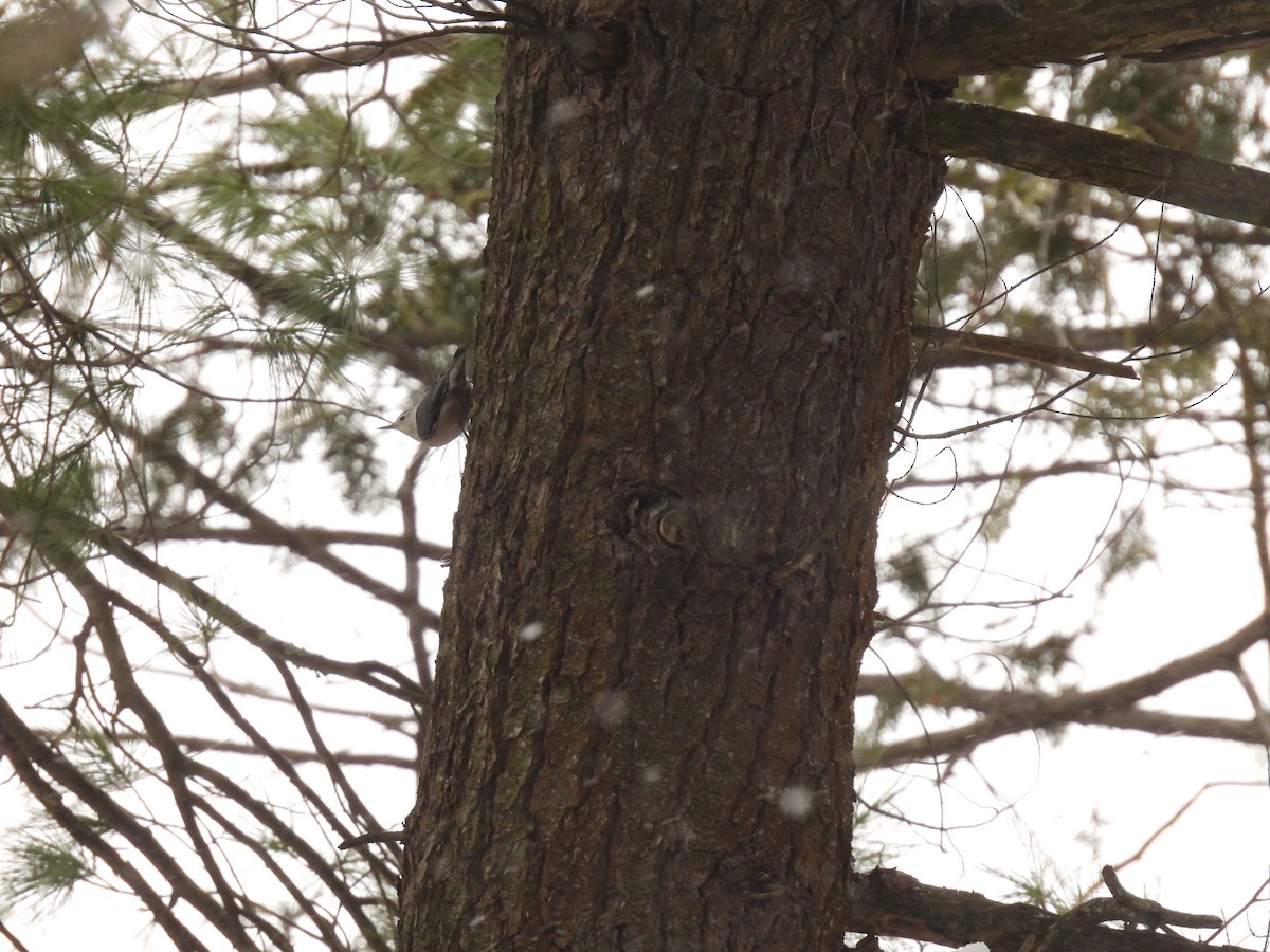 White-breasted Nuthatch - ML646152339