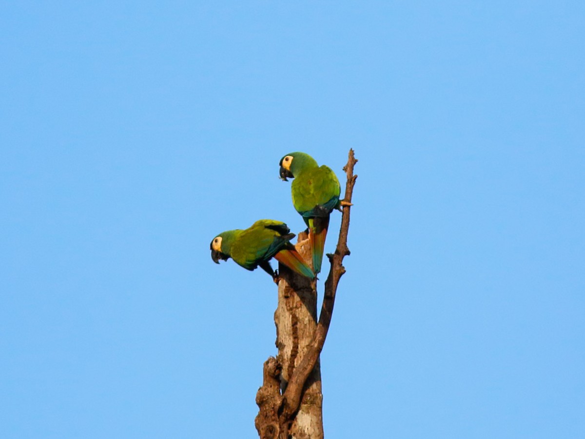 Ara d'Illiger - ML646152346