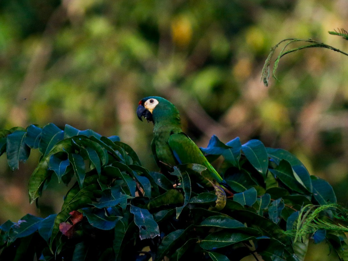 Ara d'Illiger - ML646152347