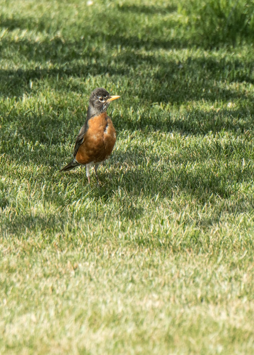 American Robin - ML646152351