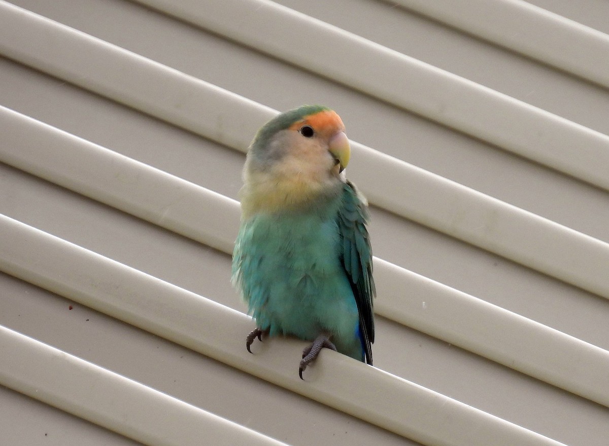 Inséparable rosegorge - ML646152352