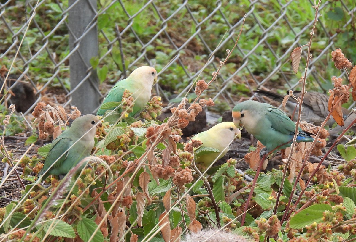 Inséparable rosegorge - ML646152353