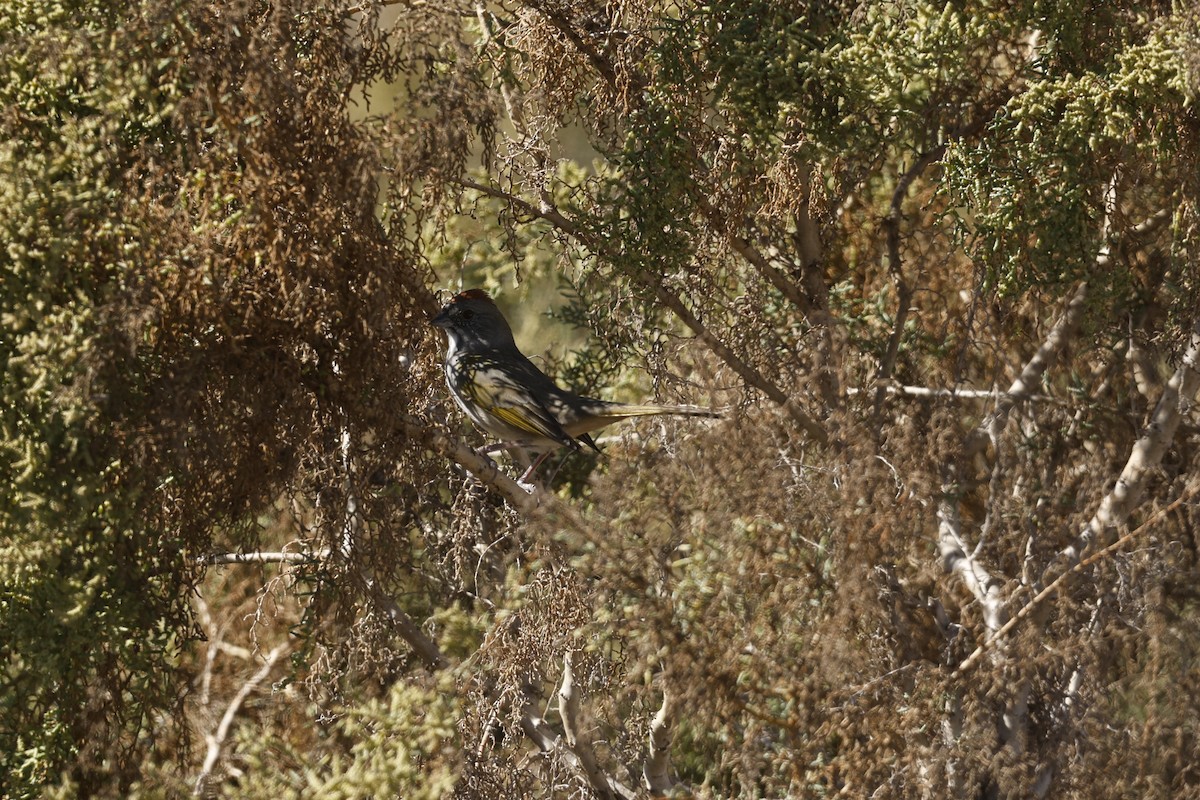 Tohi à queue verte - ML646152355