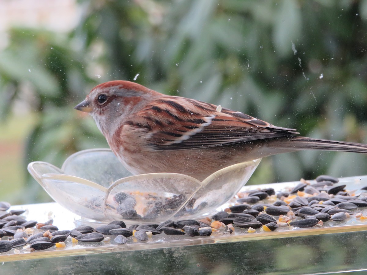 American Tree Sparrow - ML646152356