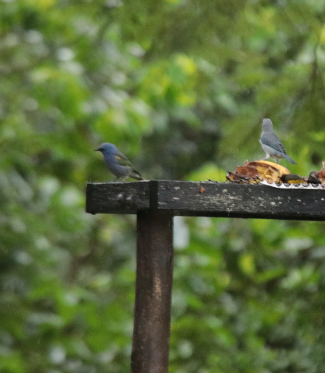 Tangara orné - ML646152357