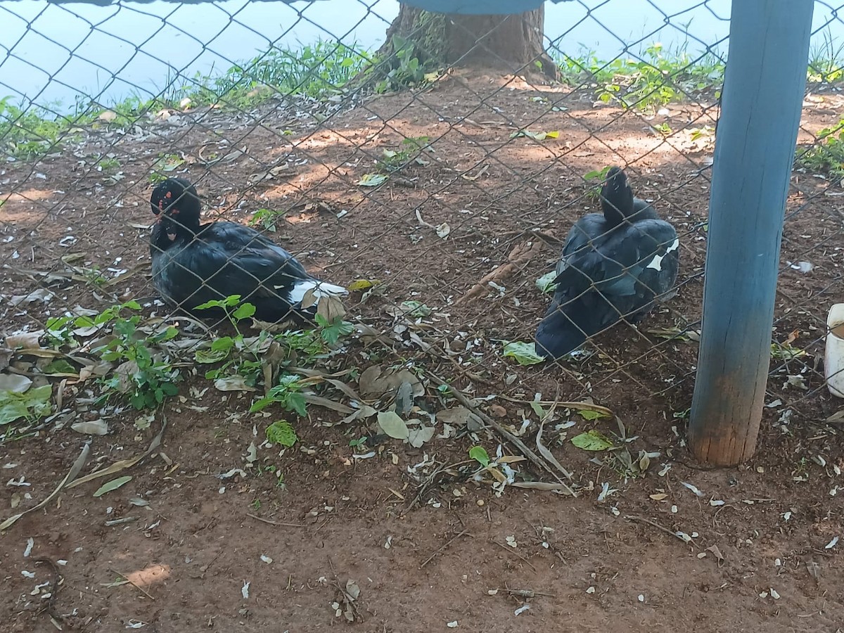 Canard musqué - ML646152358