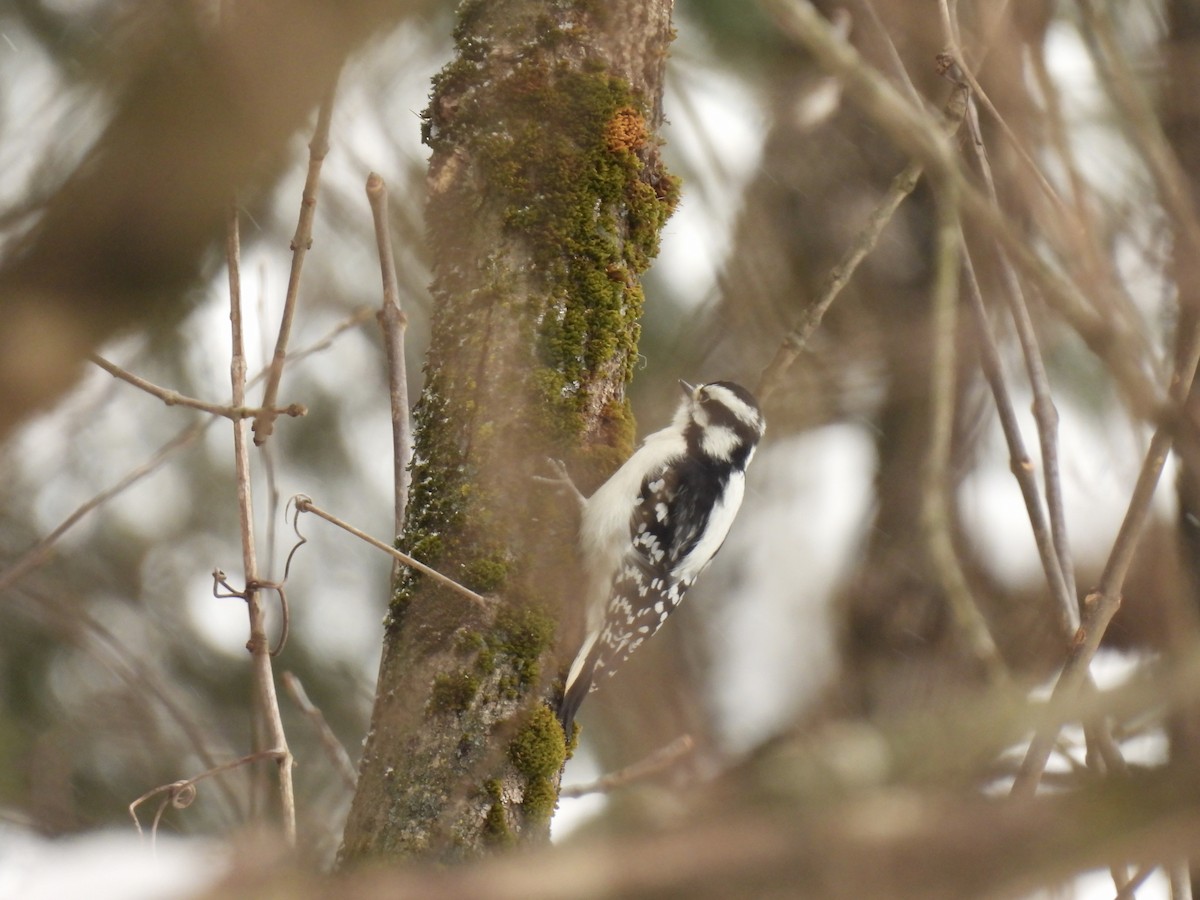 Pic mineur - ML646152360