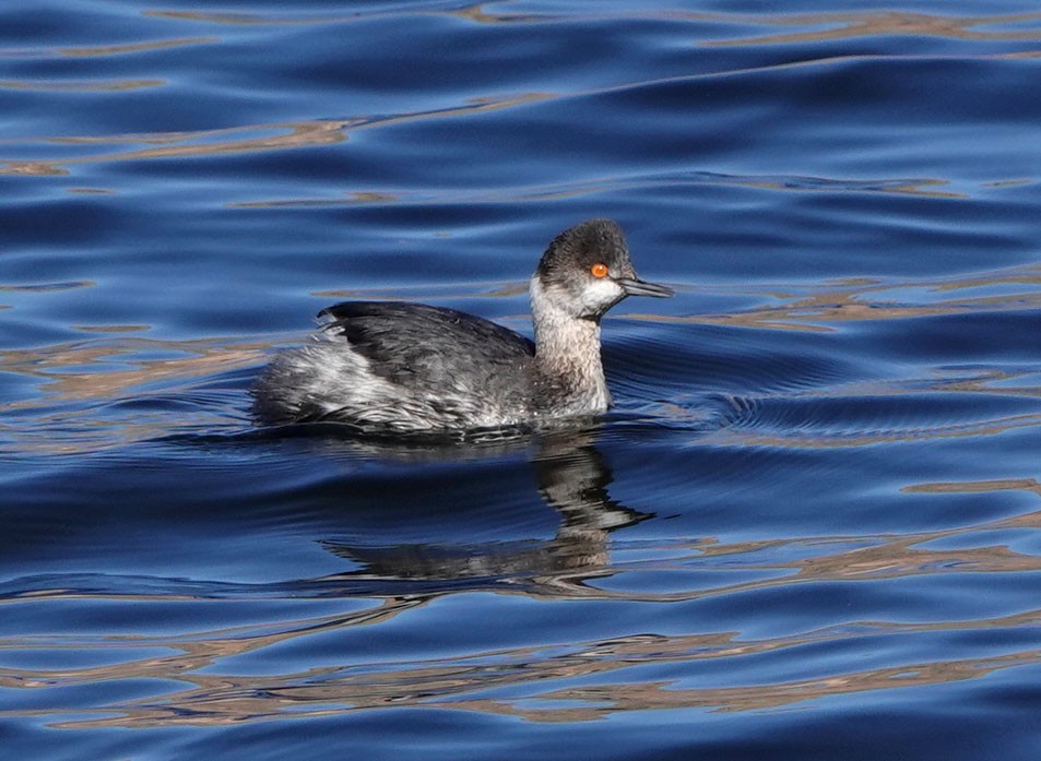 Grèbe à cou noir - ML646152361