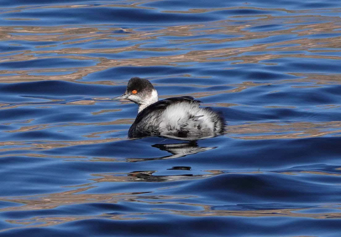 Grèbe à cou noir - ML646152362