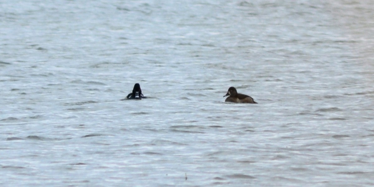 Fuligule à collier - ML646152363
