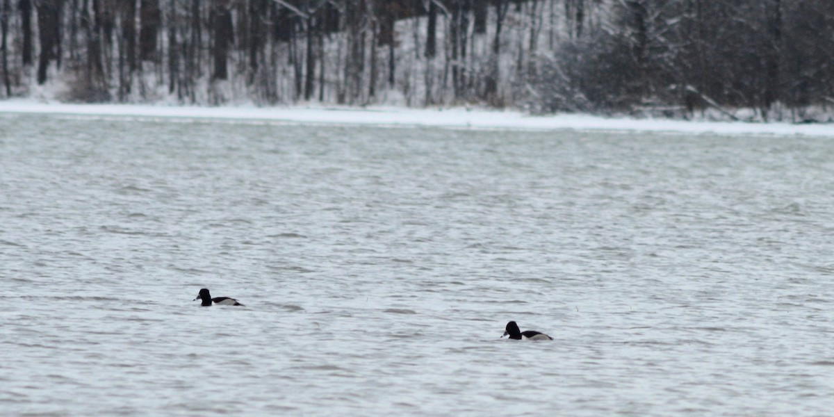Fuligule à collier - ML646152364