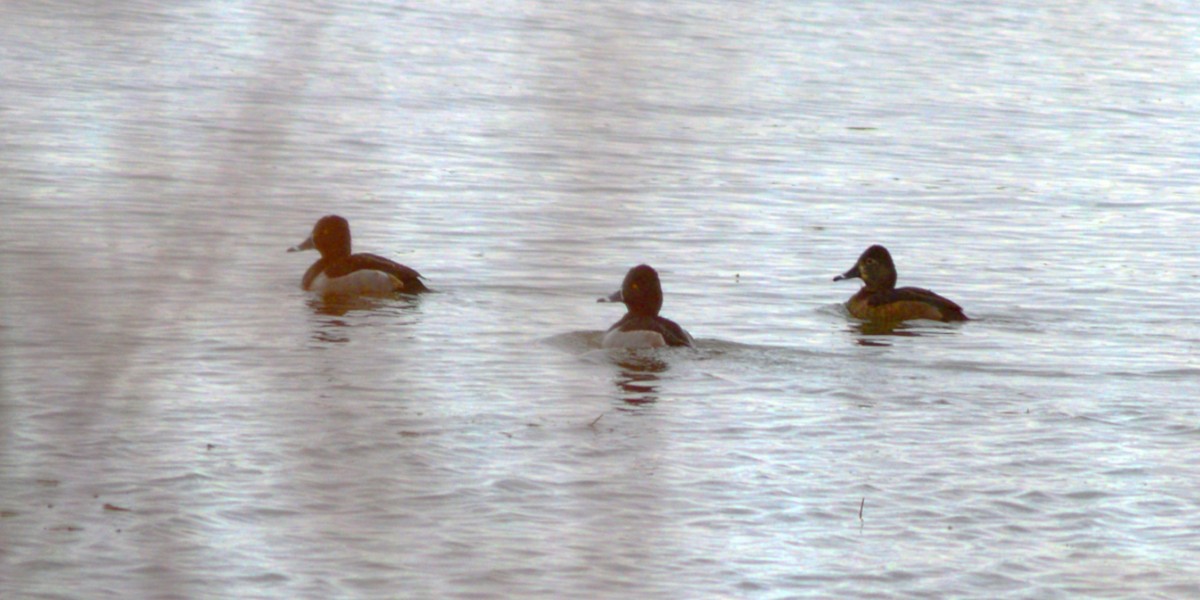 Fuligule à collier - ML646152365
