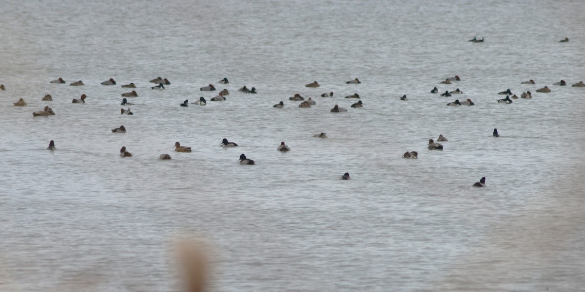 Fuligule à collier - ML646152366