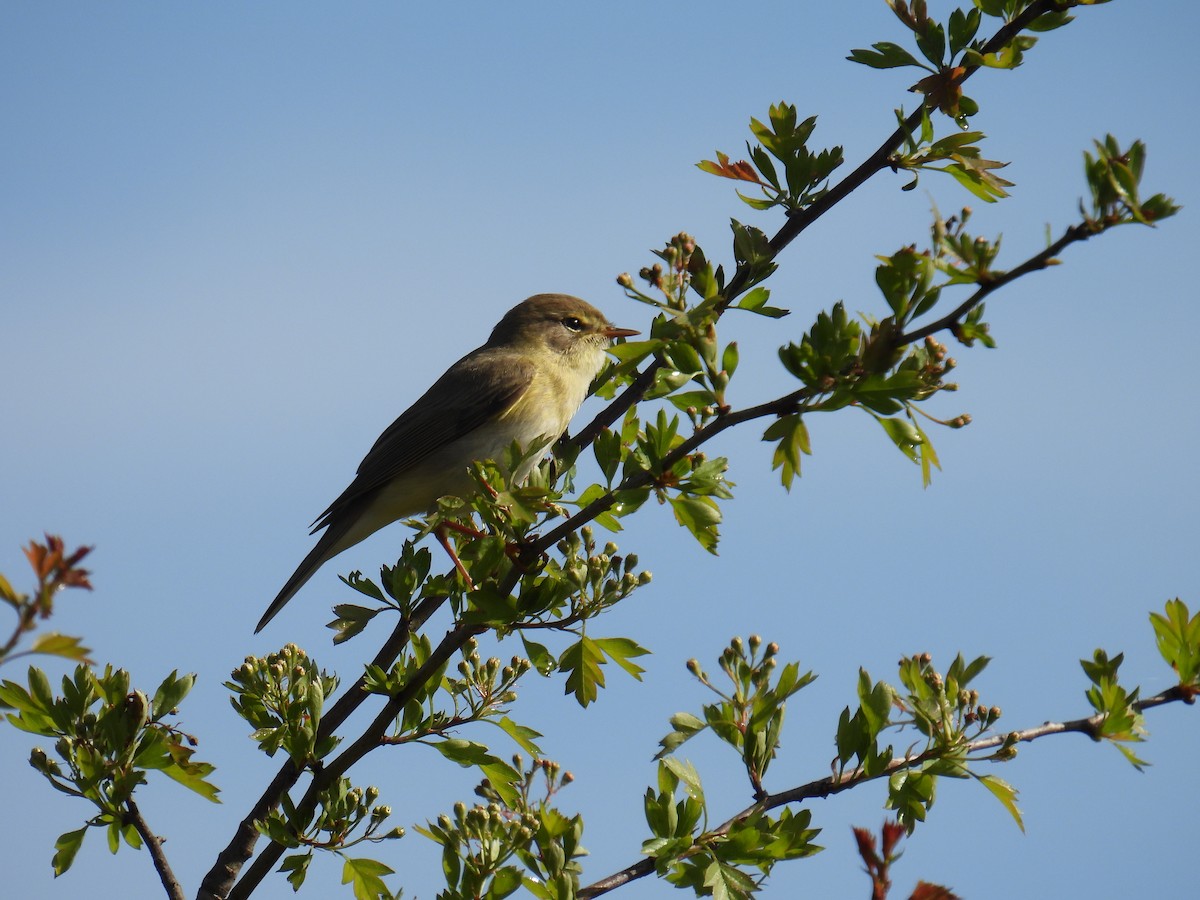 Pouillot fitis - ML646152367