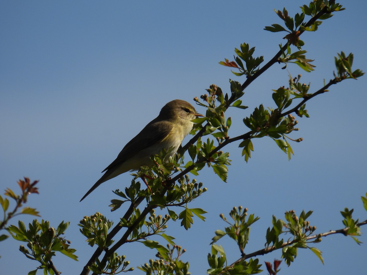 Pouillot fitis - ML646152368