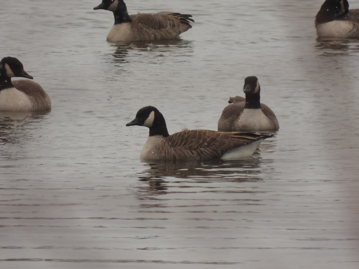 Bernache du Canada - ML646152369