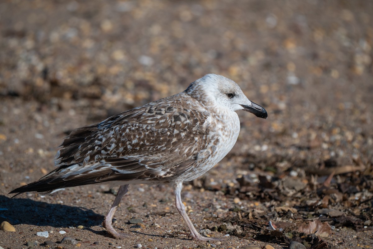 Goéland marin - ML646152370