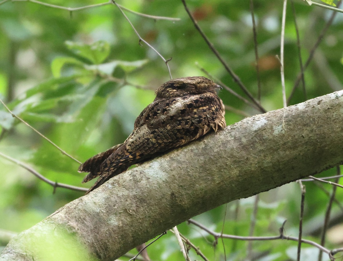 Engoulevent de Caroline - ML646152371