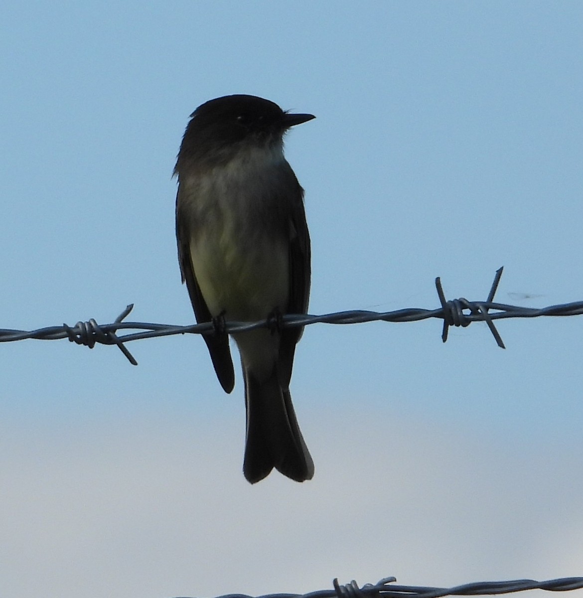 Moucherolle phébi - ML646152372