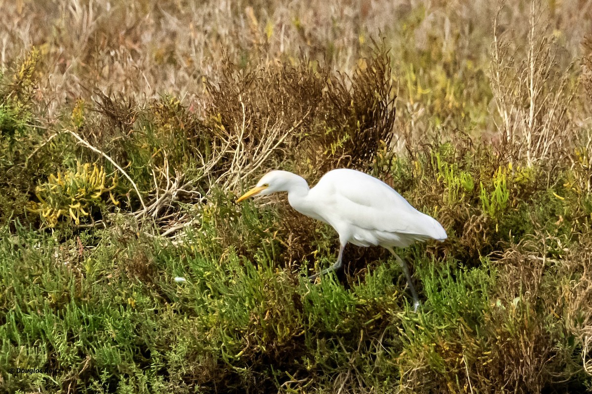 Western Cattle-Egret - ML646152374