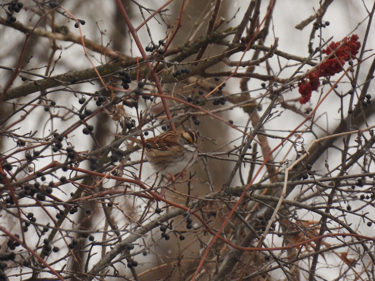 Bruant à gorge blanche - ML646152375