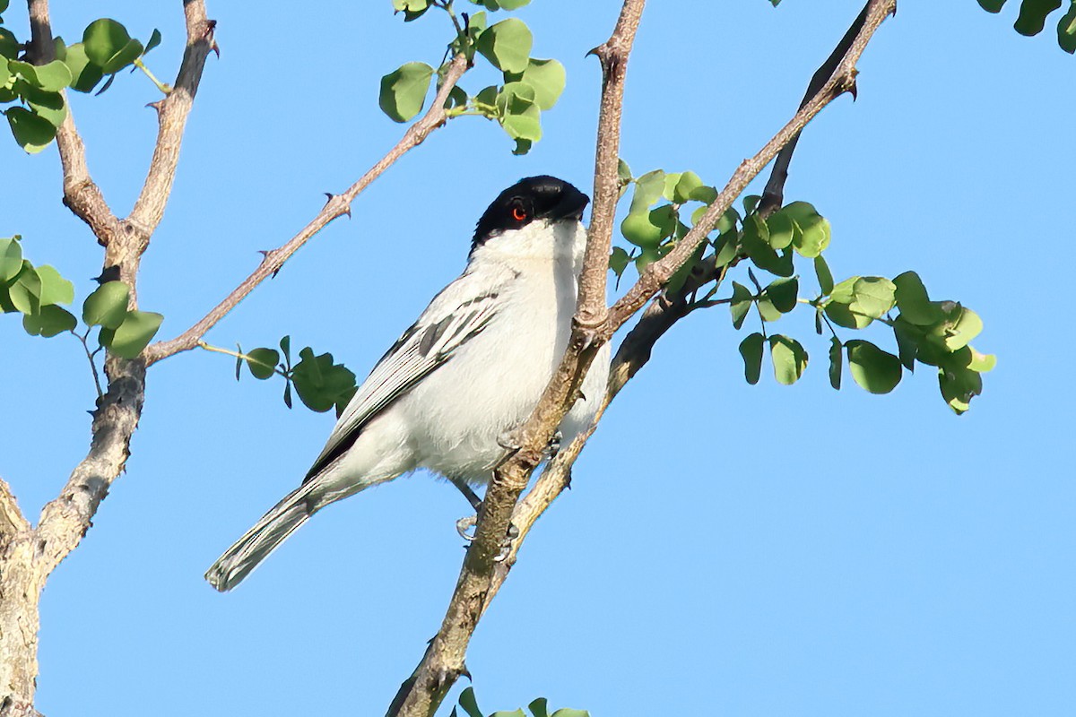 Cubla boule-de-neige - ML646152376