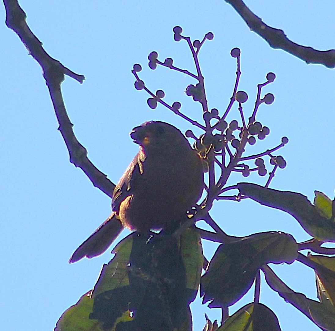 Tangara du Brésil - ML646152377