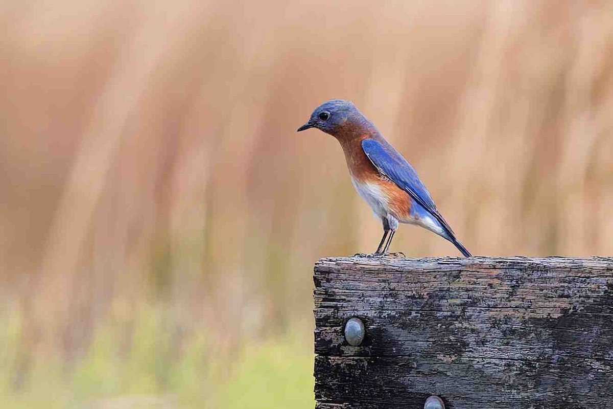 Merlebleu de l'Est - ML646152379