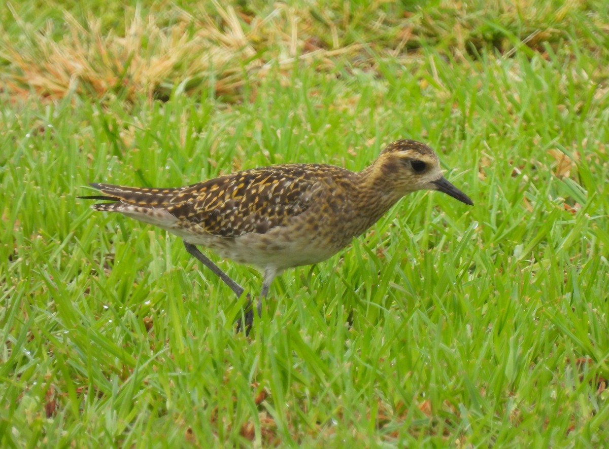 Pluvier fauve - ML646152380