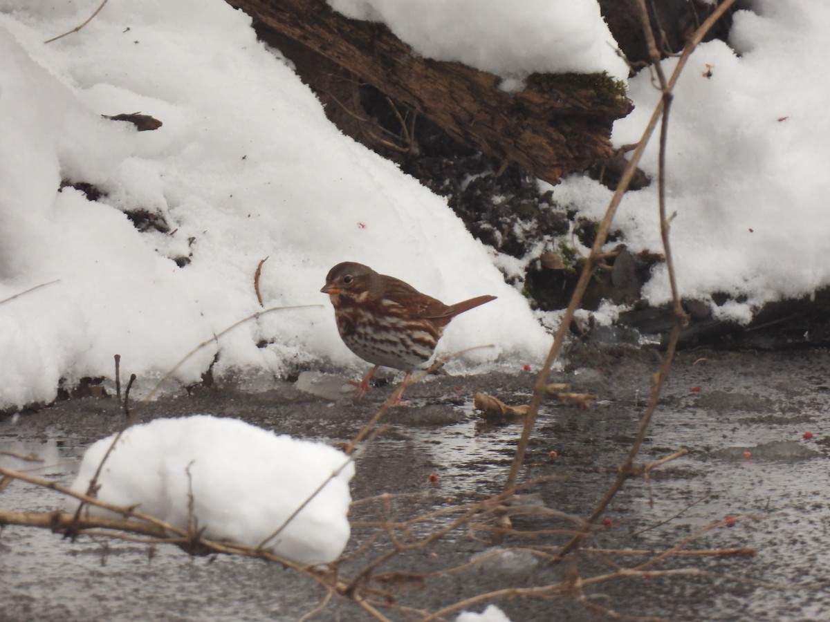 Bruant fauve - ML646152381