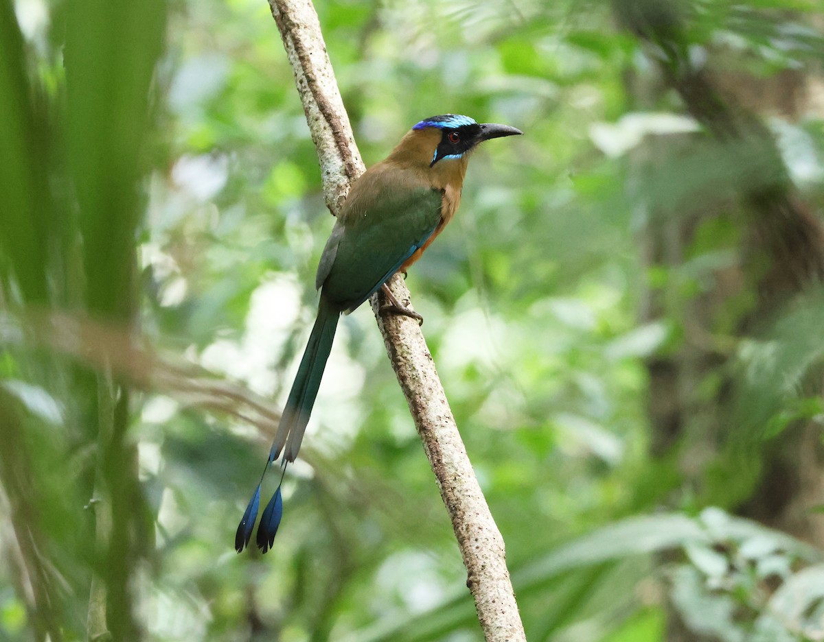 Motmot caraïbe - ML646152382