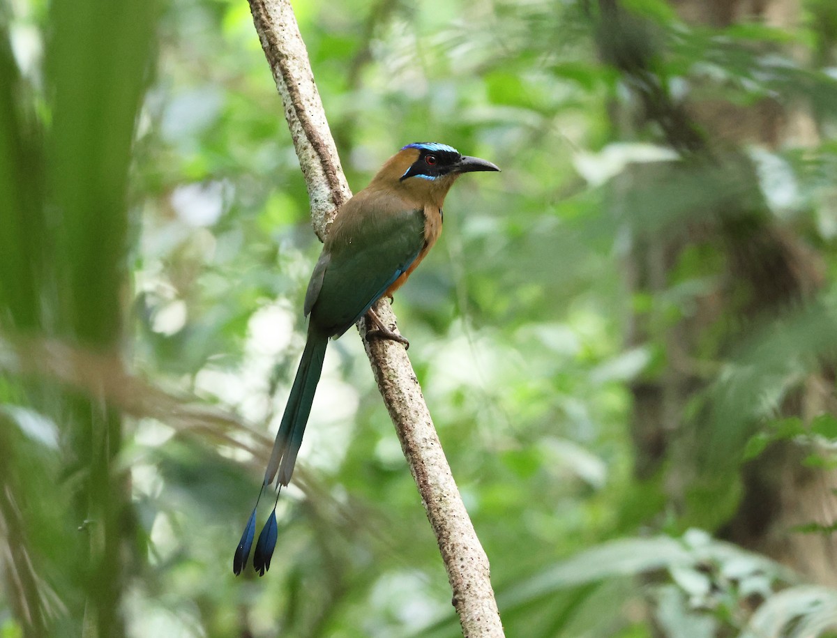 Motmot caraïbe - ML646152383