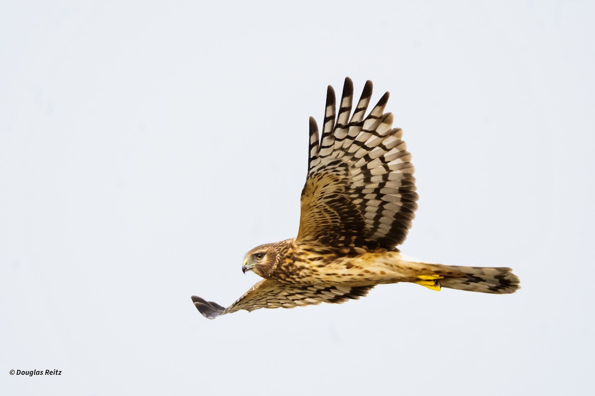 Busard des marais - ML646152384