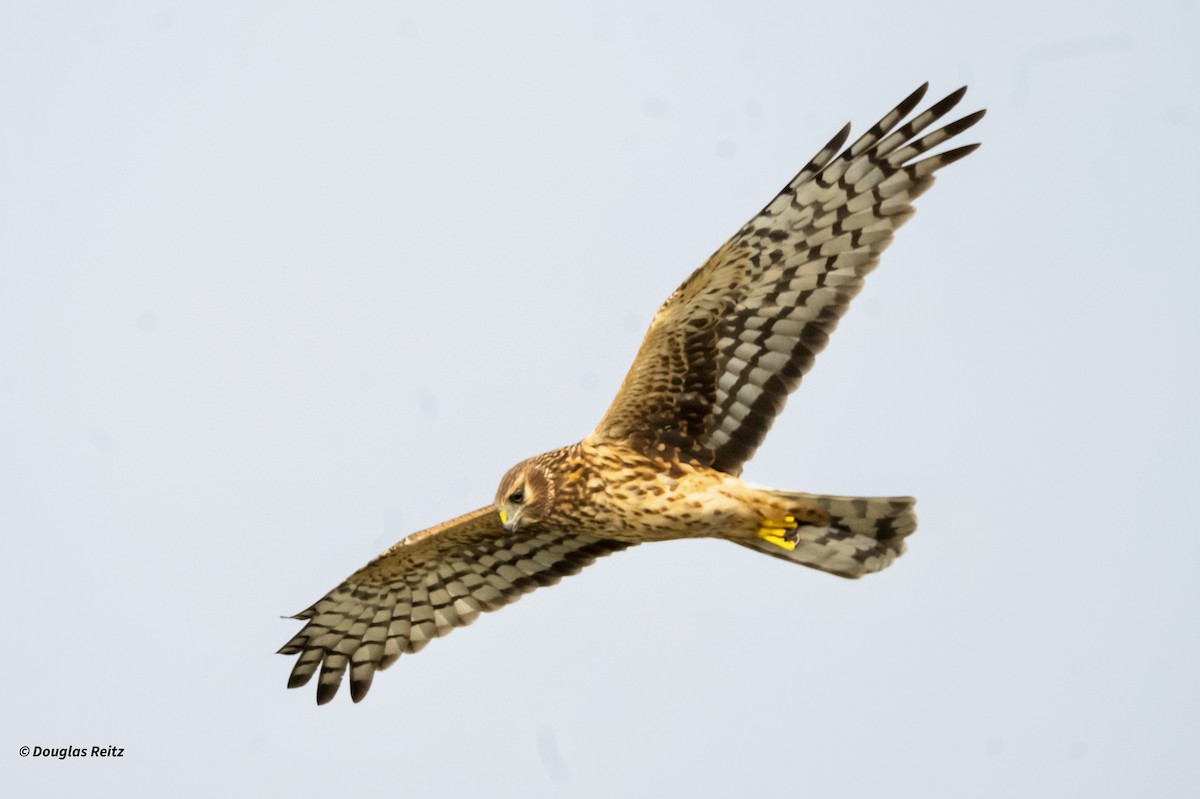 Busard des marais - ML646152385