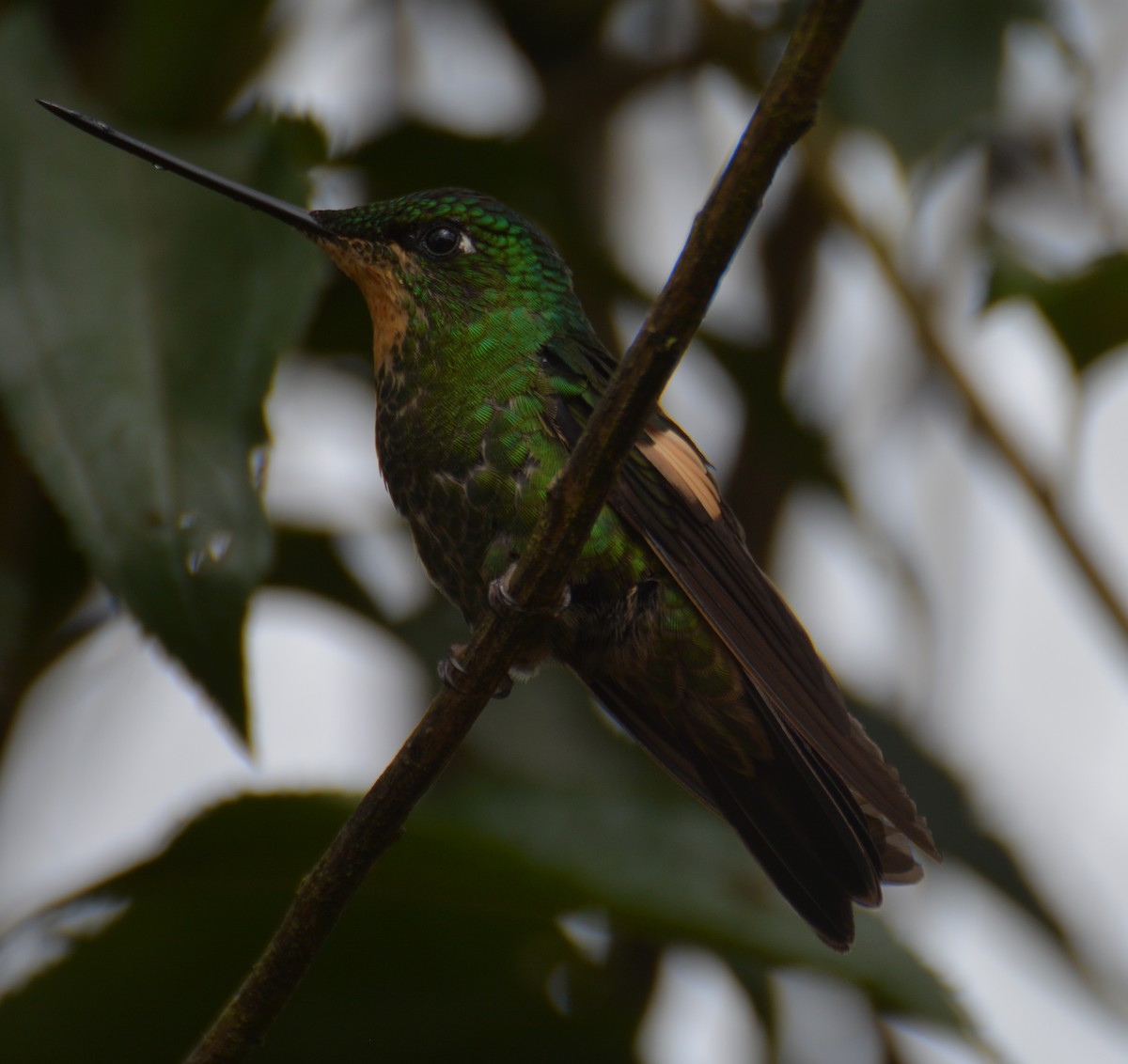 Buff-winged Starfrontlet - ML646152386