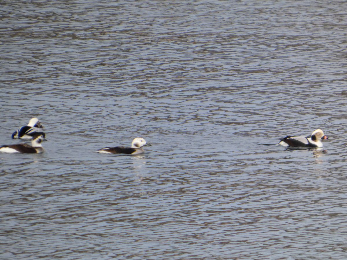 Long-tailed Duck - ML646152390