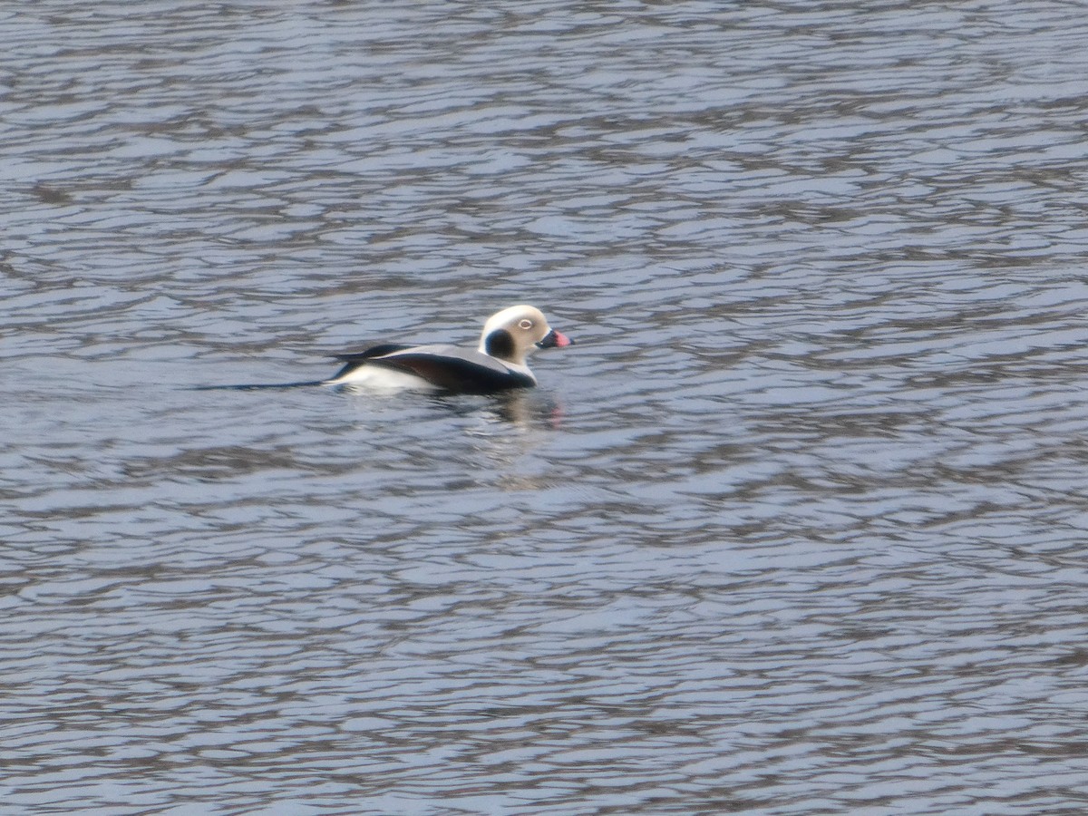 Long-tailed Duck - ML646152391