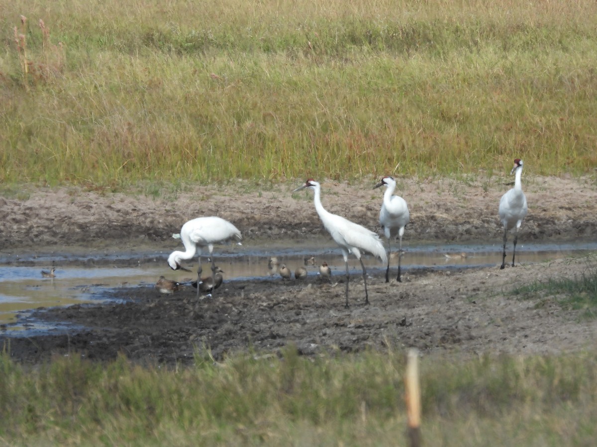 アメリカシロヅル - ML646152392