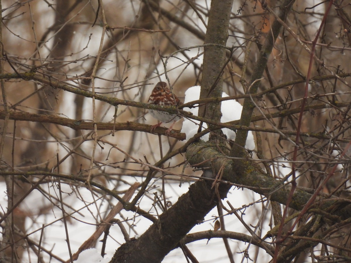 Fox Sparrow - ML646152394