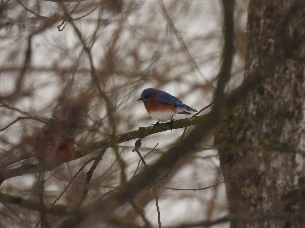 Eastern Bluebird - ML646152398