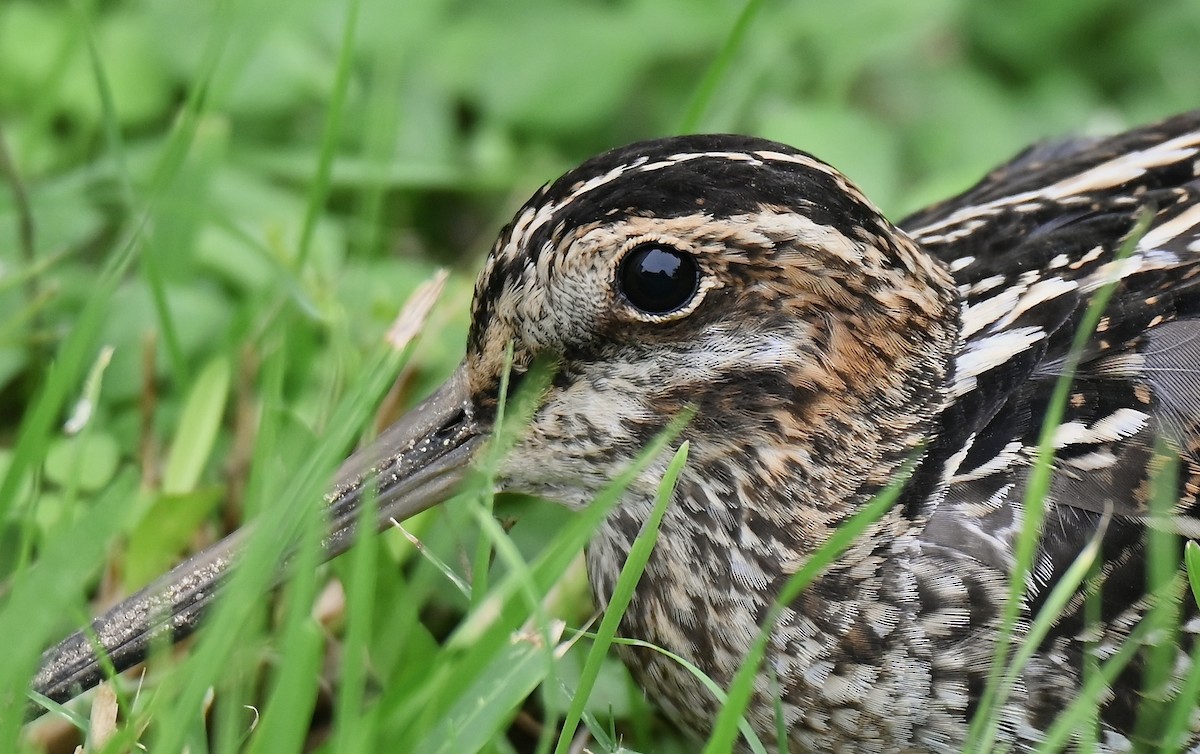 Wilson's Snipe - ML646152401