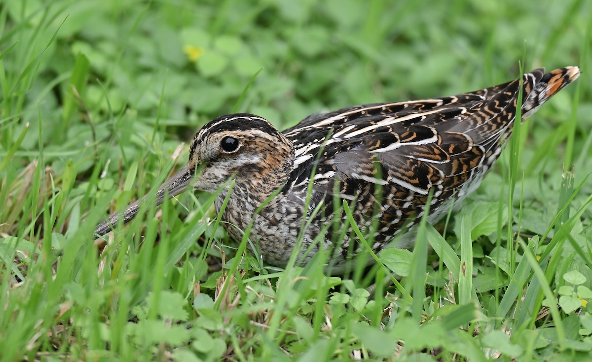 Wilson's Snipe - ML646152402
